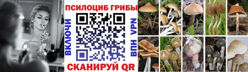 Псилоцибиновые грибы Psilocybe  купить наркотики сайты  Клин 