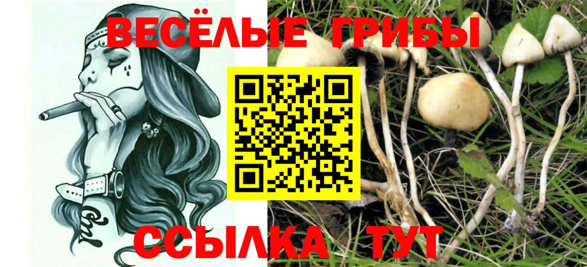 Псилоцибиновые грибы Psilocybine cubensis Клин